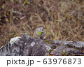 エゾナキウサギ 63976873