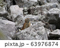 エゾナキウサギ 63976874