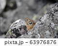 エゾナキウサギ 63976876