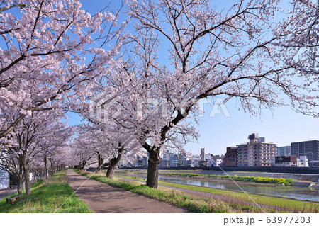 足羽川の桜 63977203