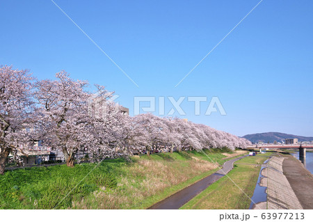 足羽川の桜 足羽川の桜 63977213