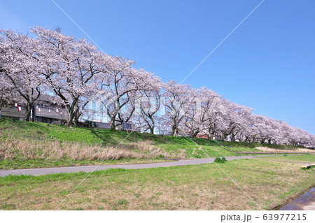 足羽川の桜 63977215