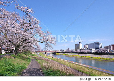足羽川の桜 63977216