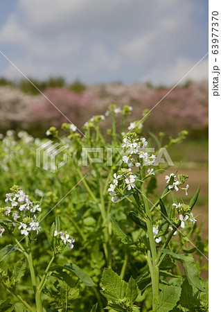 大根の花 大根の花 63977370
