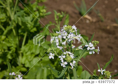 大根の花 大根の花 63977372