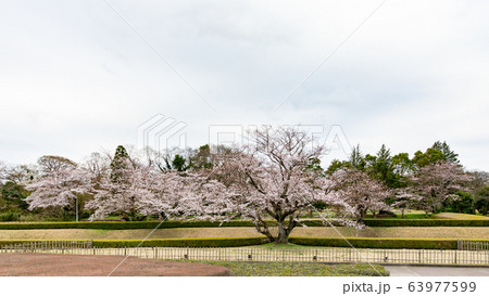 ソメイヨシノ114 ソメイヨシノ114 63977599