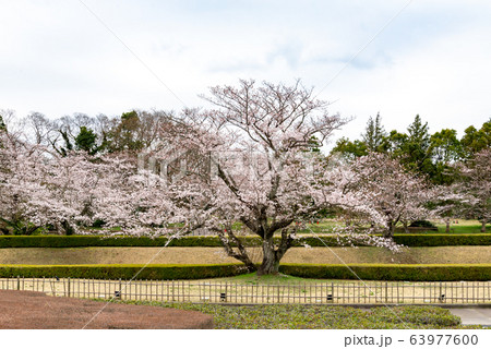ソメイヨシノ115 ソメイヨシノ115 63977600