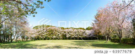 しだれ桜52 63977679