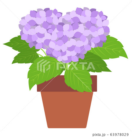 紫陽花の鉢植え 紫のイラスト素材