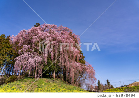 福島県 合戦場のしだれ桜 福島県 合戦場のしだれ桜 63978494