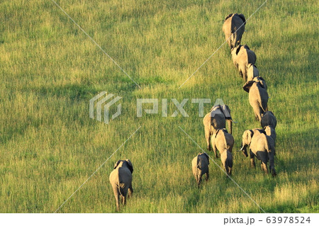 アフリカゾウ 63978524