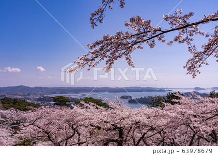 宮城県　松島町　満開の桜と西行戻しの松公園　春の松島湾 63978679