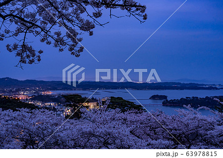 宮城県 松島町 満開の桜と西行戻しの松公園 春の松島湾の夜景 宮城県 松島町 満開の桜と西行戻しの松公園 春の松島湾の夜景 63978815