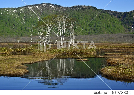 芽吹きの頃の尾瀬ヶ原に木々と山映る池塘 63978889