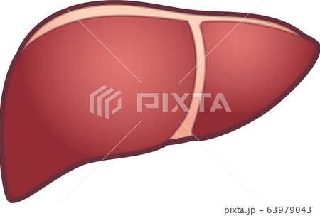 肝臓のキャラクター 肝臓のキャラクター 63979043
