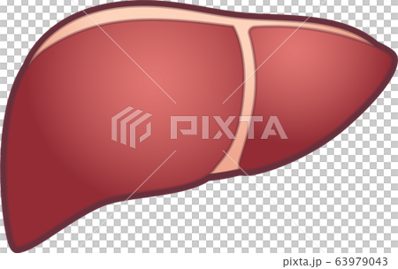 肝臓のキャラクター 肝臓のキャラクター 63979043