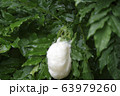 モリアオガエルの産卵 63979260