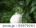モリアオガエルの産卵 63979261