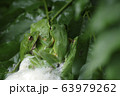 モリアオガエルの産卵 63979262