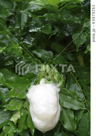 モリアオガエルの産卵 63979263