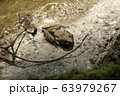 カジカガエル 63979267