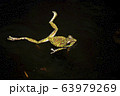 モリアオガエル 63979269