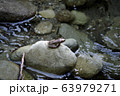 カジカガエル 63979271
