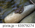 カジカガエル 63979274