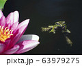 モリアオガエル 63979275