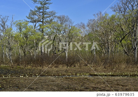 ミズバショウ咲く芽吹きの頃の尾瀬ヶ原 ミズバショウ咲く芽吹きの頃の尾瀬ヶ原 63979635