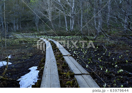 ミズバショウ咲く残雪の尾瀬ヶ原に木道 63979644