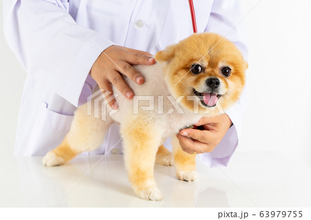 Portrait little Pomeranian dog looking at camera while checking up by veterinarian. Studio shot of adorable small puppy isolated on white background. Hydrophobia Portrait little Pomeranian dog looking at camera while checking up by veterinarian. Studio shot of adorable small puppy isolated on white background. Hydrophobia 63979755