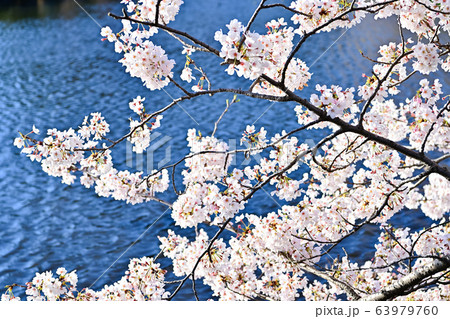 夕桜 63979760