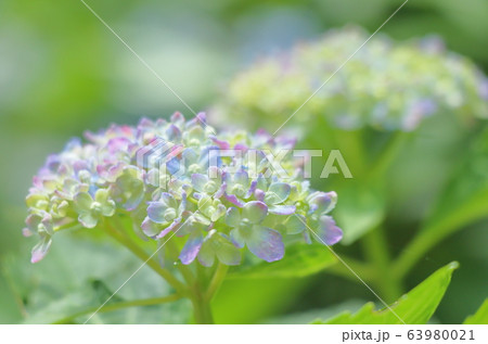 植物 花 紫陽花 背景素材 植物 花 紫陽花 背景素材 63980021
