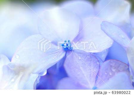 植物 花 紫陽花 背景素材 植物 花 紫陽花 背景素材 63980022