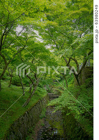 京都 東福寺 青もみじと臥雲橋 63980249