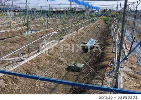 イチジク畑 63980301