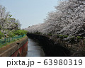 門池公園の桜 63980319