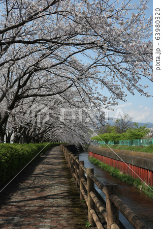 門池公園の桜 門池公園の桜 63980320