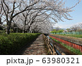 門池公園の桜 63980321