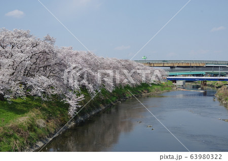 清州城の桜並木 63980322