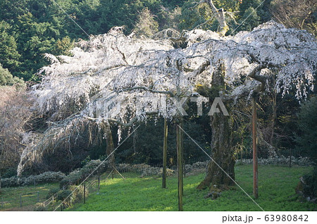 長興山紹太寺 しだれ桜 長興山紹太寺 しだれ桜 63980842