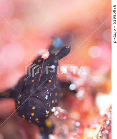 カエルアンコウ 63980936