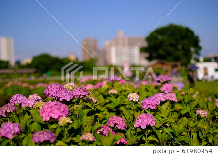 紫陽花 青空 小岩 菖蒲園 しょうぶ  お花 春 京成 江戸川 千葉 63980954
