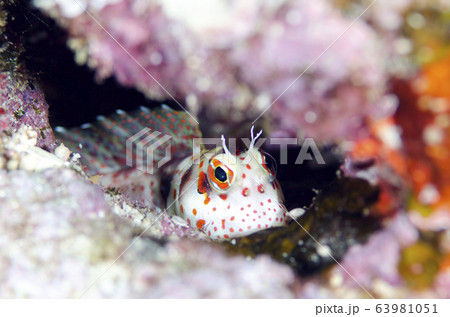 モンツキカエルウオ　背びれ開く 63981051