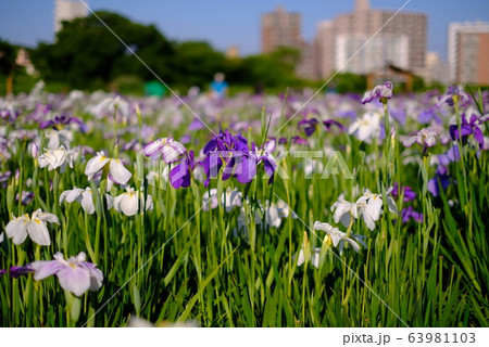 青空 小岩 菖蒲園 しょうぶ アジサイ お花 初夏 春 京成 江戸川 千葉 63981103