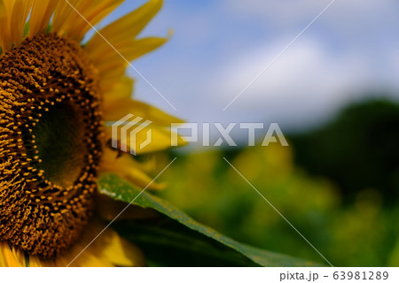 ひまわり畑 ヒマワリ 向日葵 夏 お花 綺麗 アップ 青空 63981289
