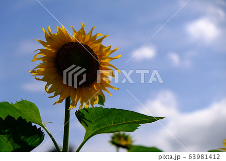 青空 ひまわり畑 ヒマワリ 向日葵 夏 お花 綺麗 千葉 船橋 青空 ひまわり畑 ヒマワリ 向日葵 夏 お花 綺麗 千葉 船橋 63981412