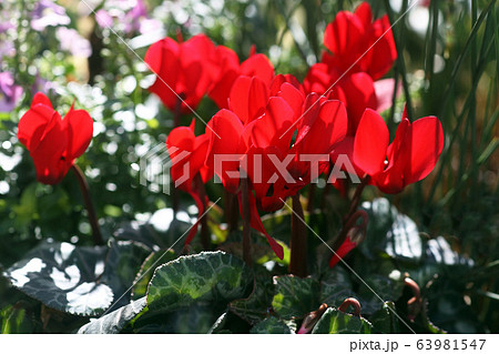 ガーデンシクラメンの花 ガーデンシクラメンの花 63981547