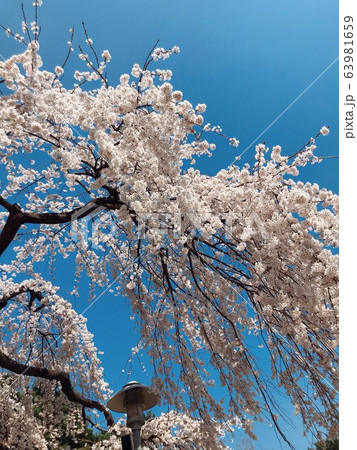 ソウル 桜 ワールドカップ競技場 63981659